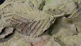 Life-Like Fossil Leaves Preserved In Travertine - Austria #31389-2